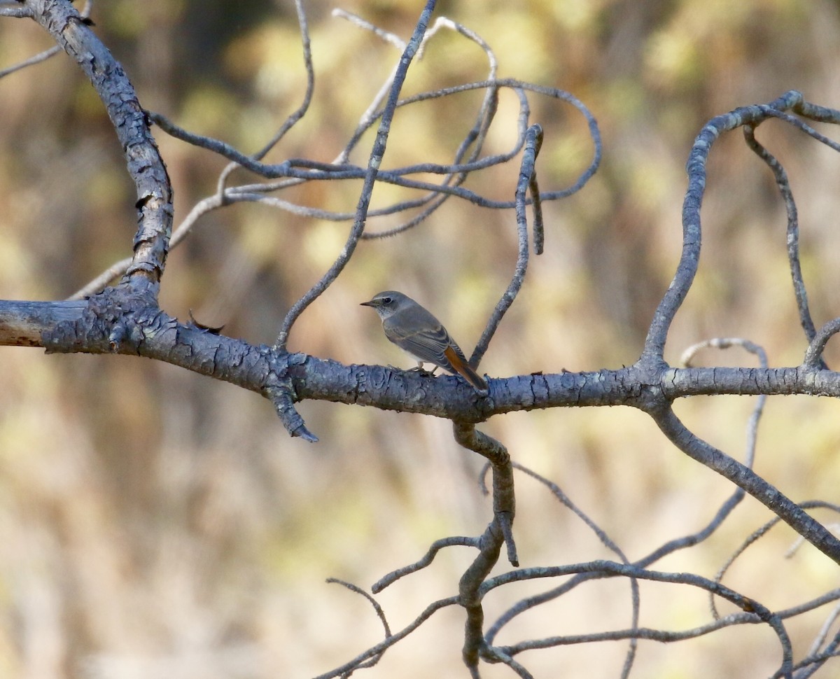 Common Redstart - Mark  Hogarth