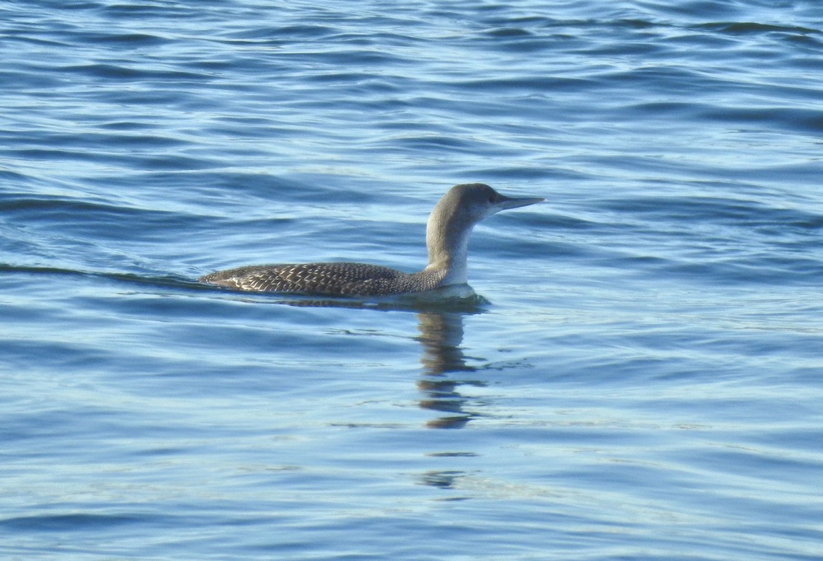 Red-throated Loon - ML202229311