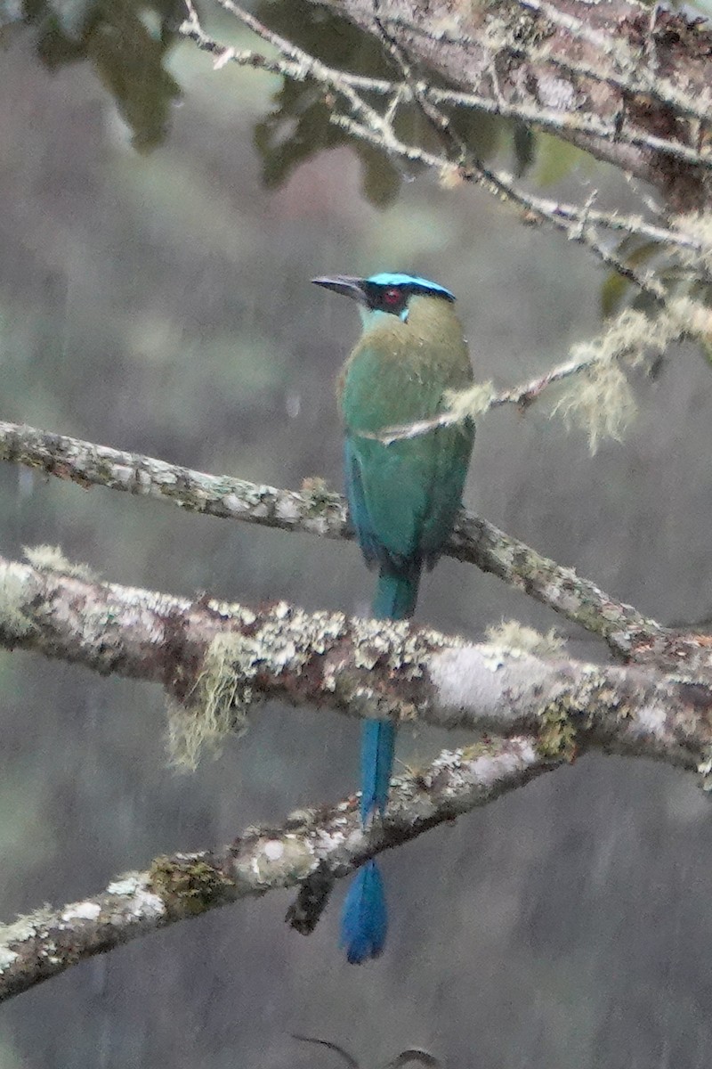 Andean Motmot - ML202230861