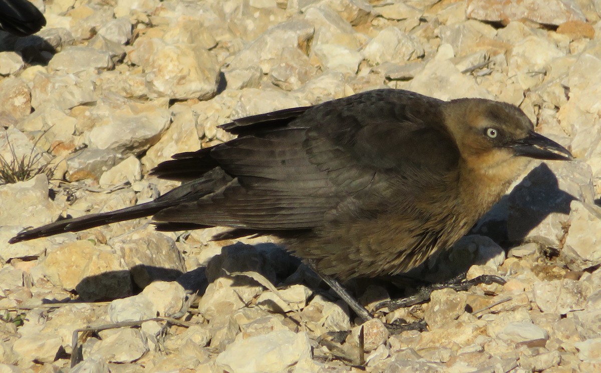 Great-tailed Grackle - ML202232521