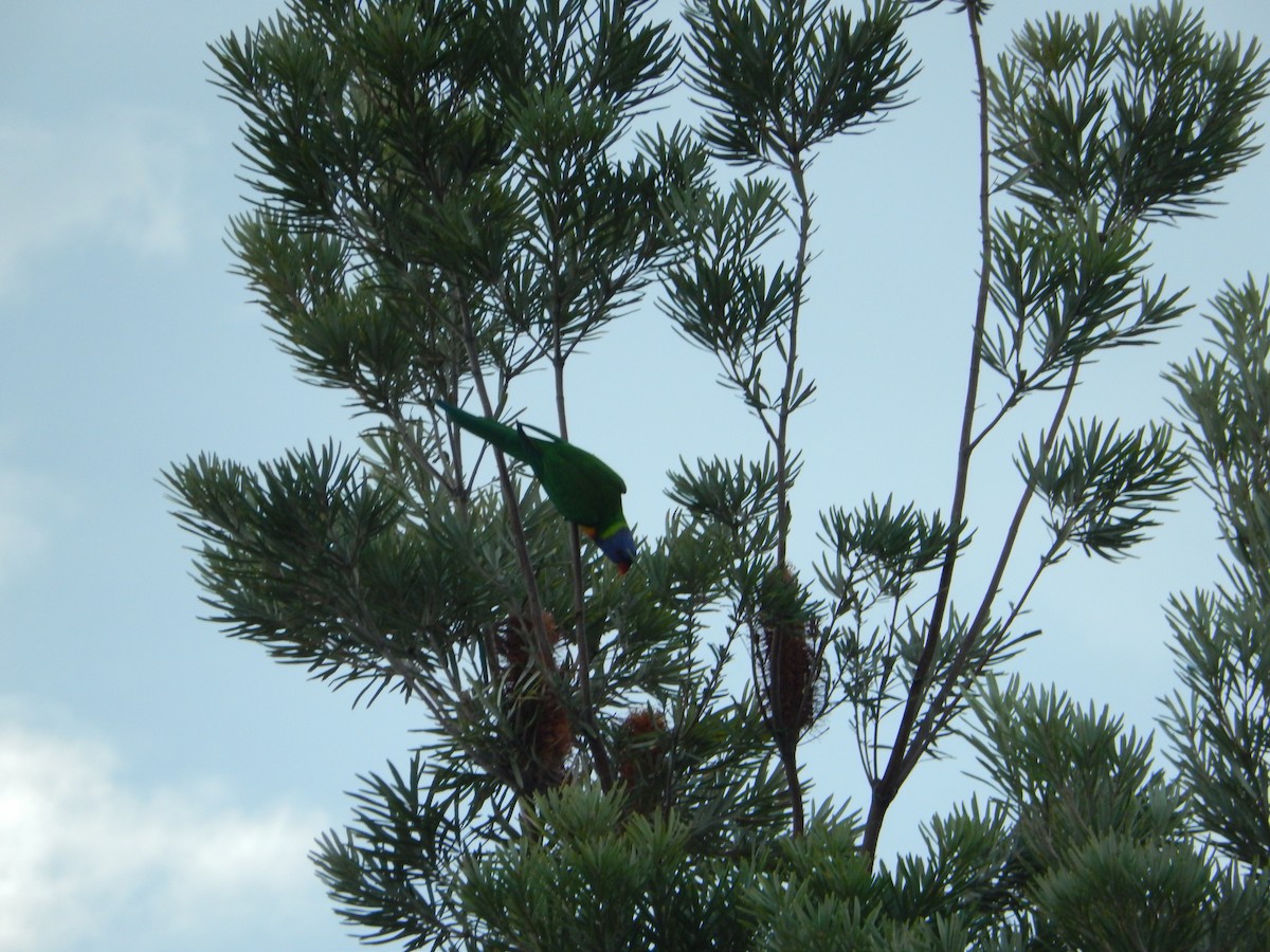 Rainbow Lorikeet - ML202232841