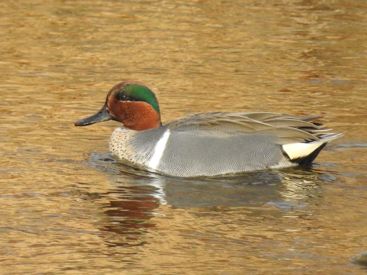 Green-winged Teal - ML202233121