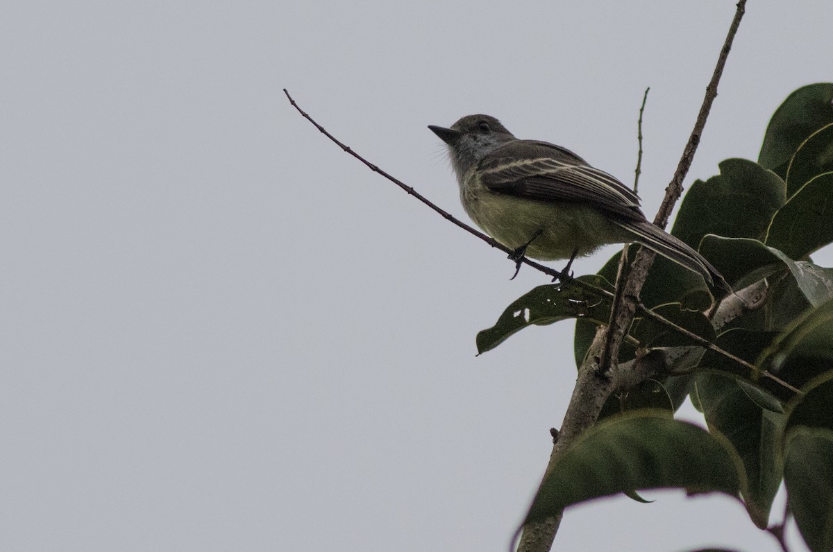 Pale-edged Flycatcher - Joachim Bertrands