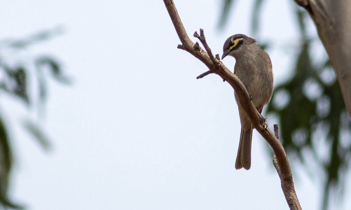 Yellow-faced Honeyeater - Paul Fenwick