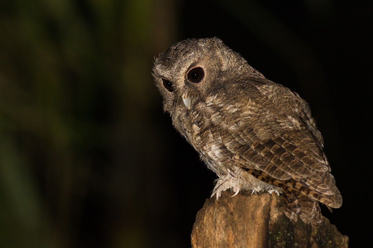 Rufescent Screech-Owl (Colombian) - ML202234181