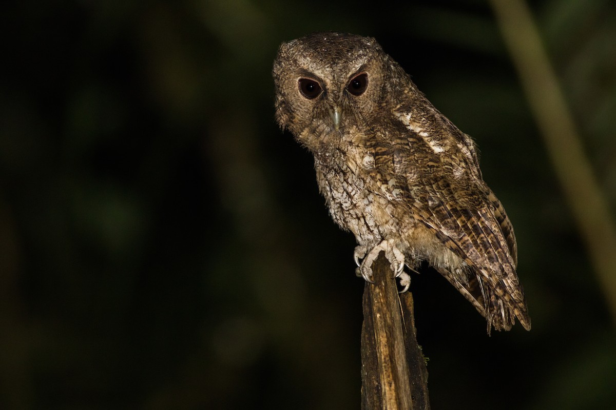 Rufescent Screech-Owl (Colombian) - ML202234191