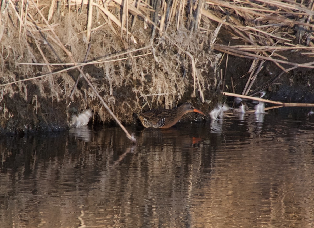 Virginia Rail - Don Heitzmann