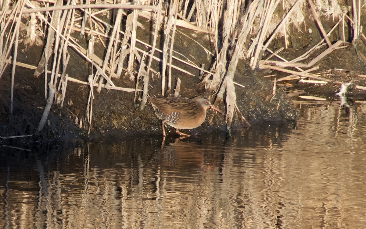 Virginia Rail - Don Heitzmann