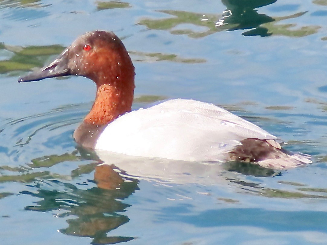 Canvasback - Babs Buck