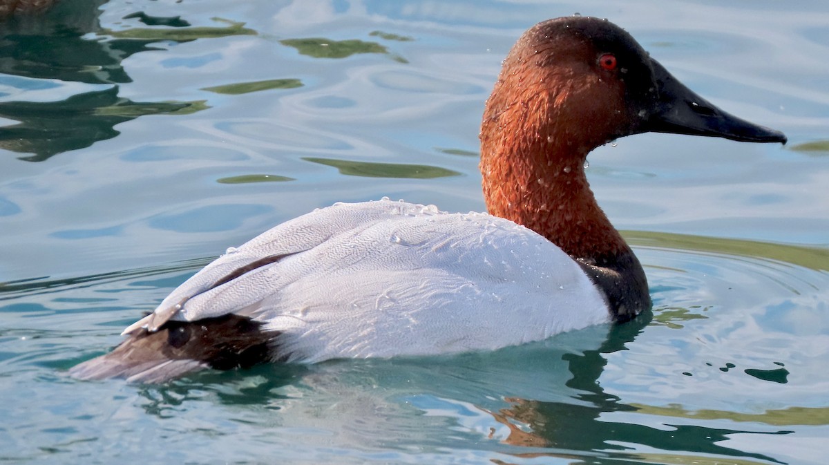 Canvasback - ML202236151