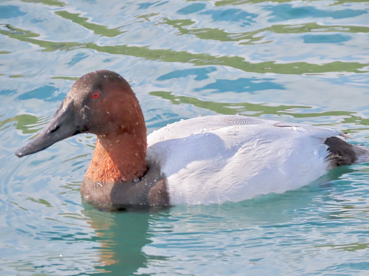 Canvasback - ML202236181