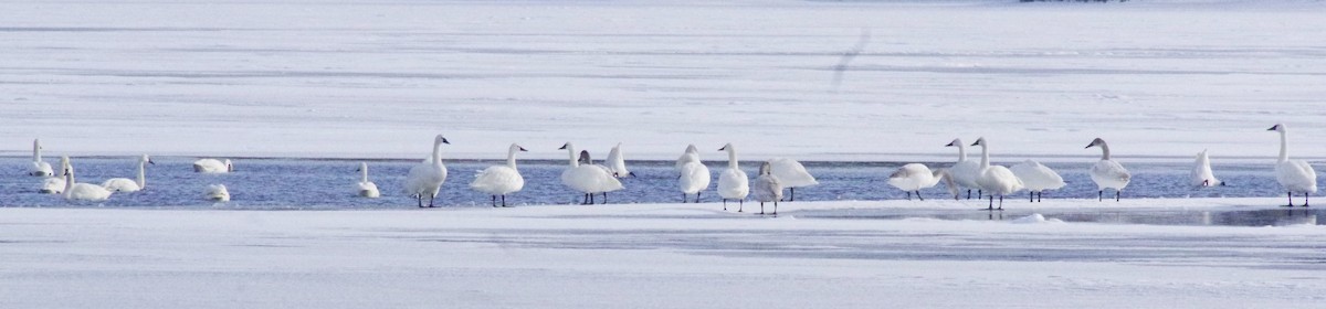 Tundra Swan (Whistling) - ML202236521