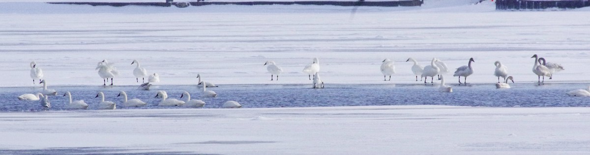 Tundra Swan (Whistling) - ML202236531