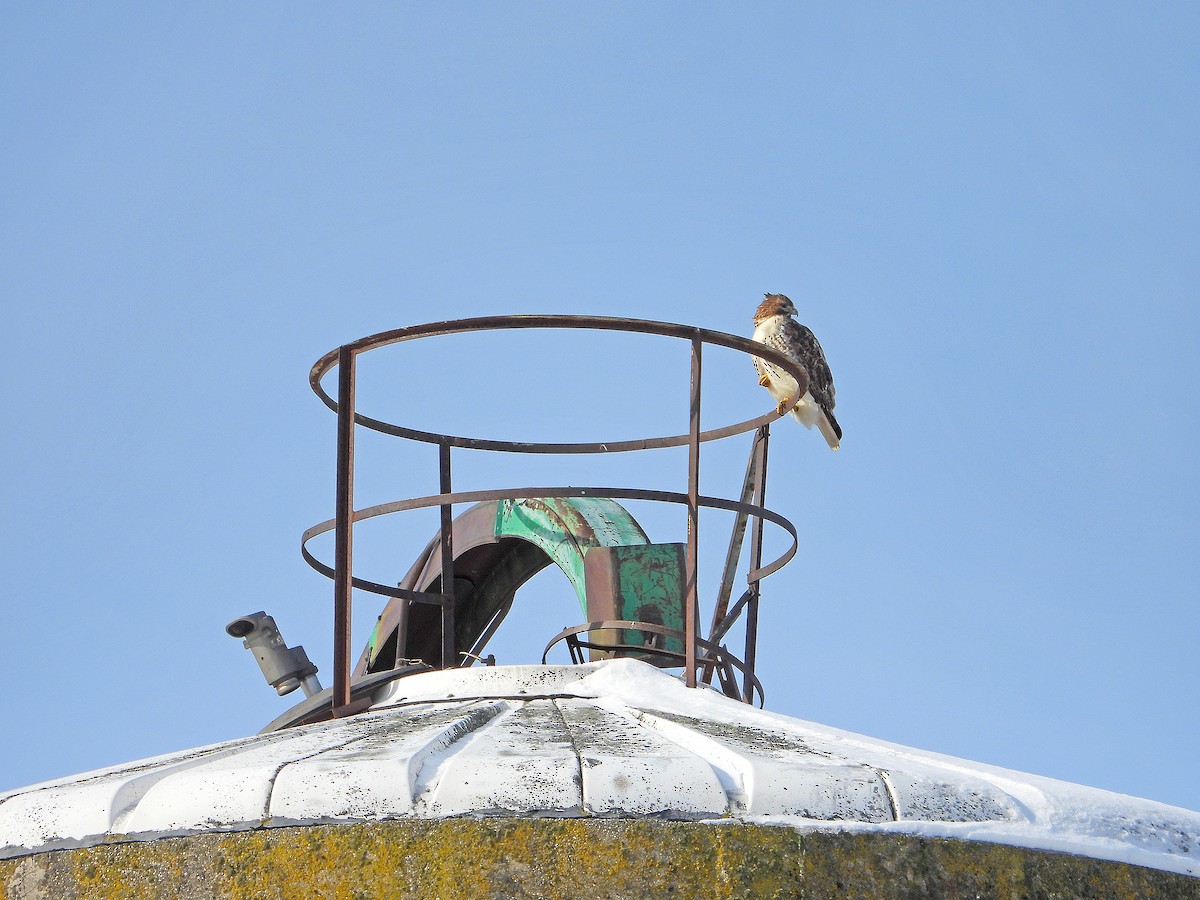 Red-tailed Hawk - James R. Hill, III