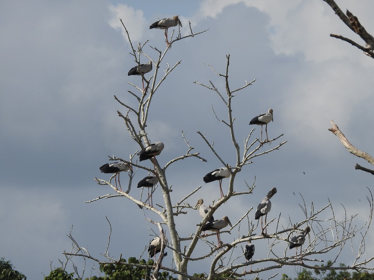 Asian Openbill - ML202239121