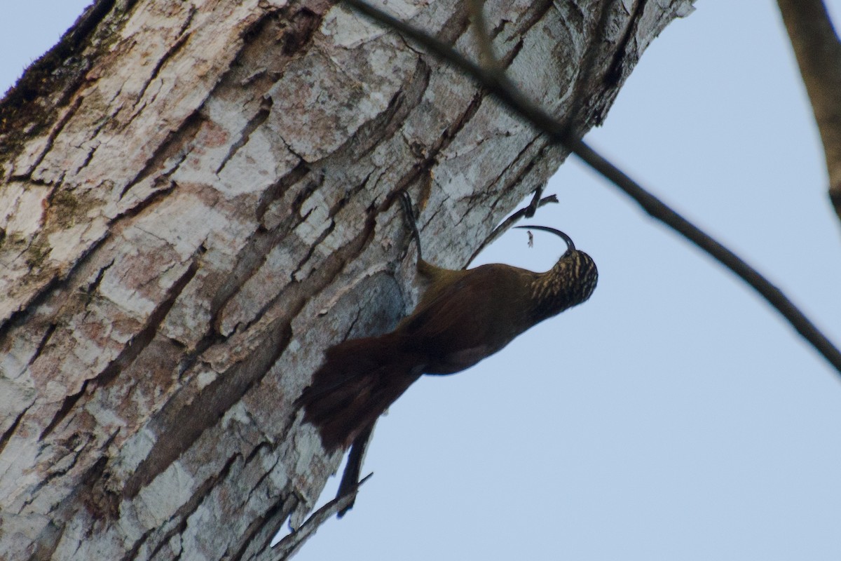 Black-billed Scythebill - ML202239571