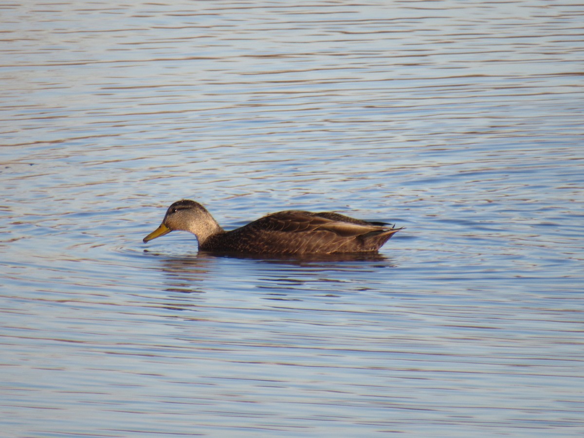 American Black Duck - John Coyle