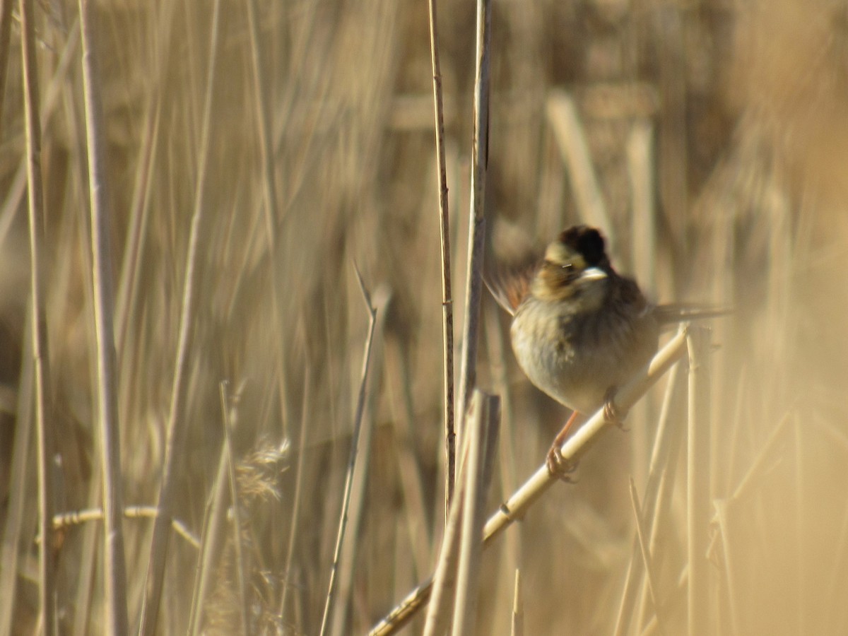 Swamp Sparrow - ML202240081