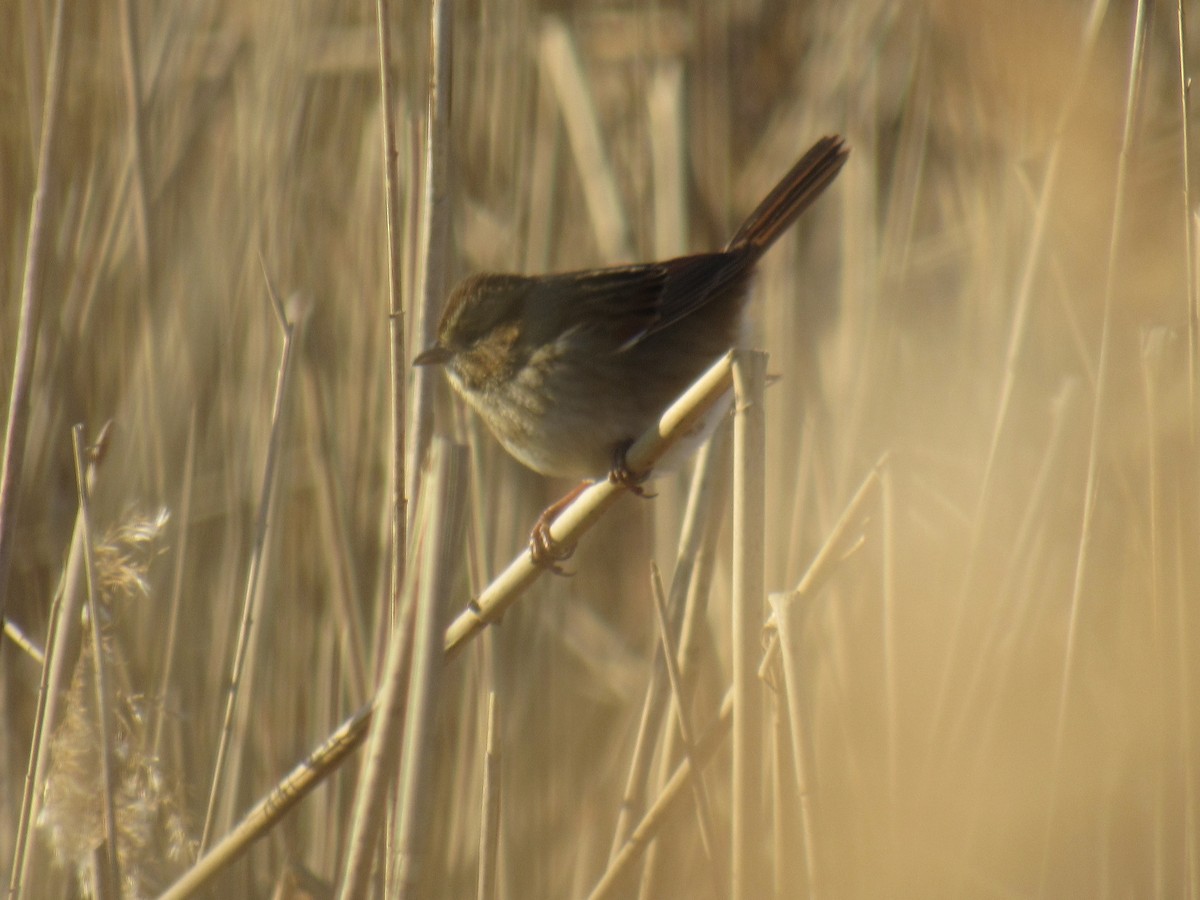 Swamp Sparrow - John Coyle
