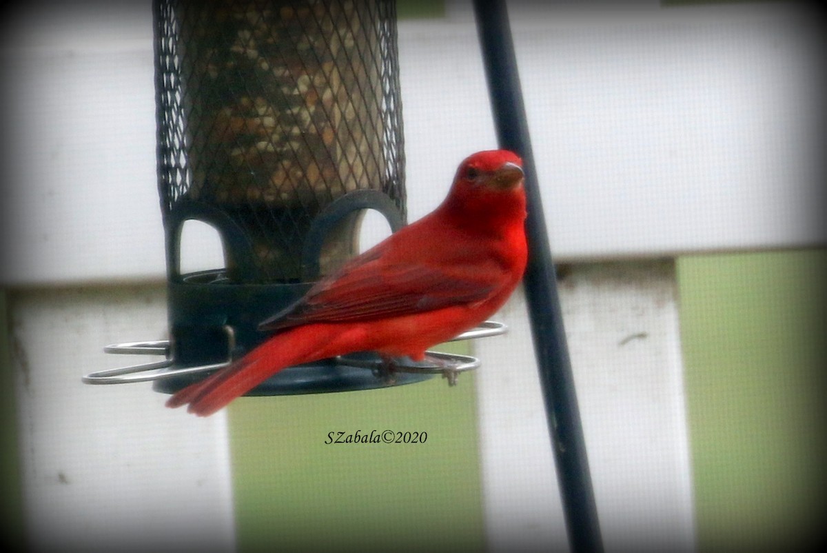 Summer Tanager - Sandra Zabala