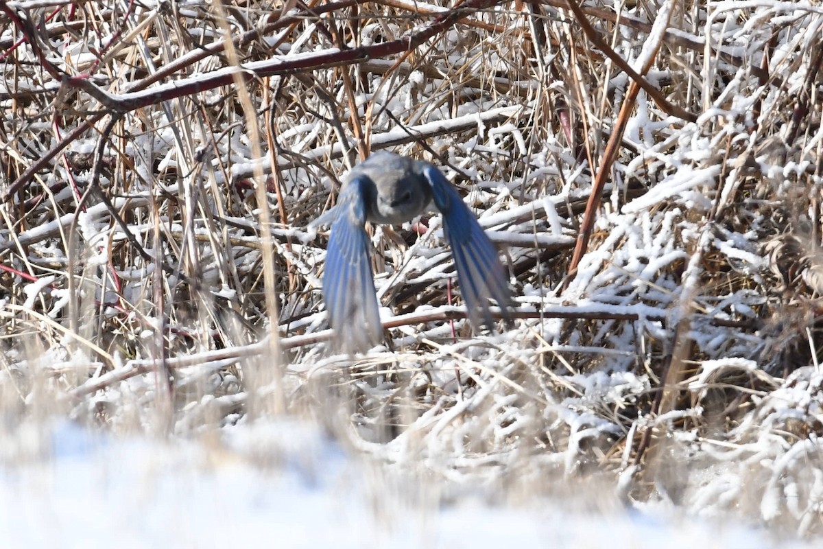 Mountain Bluebird - ML202241411