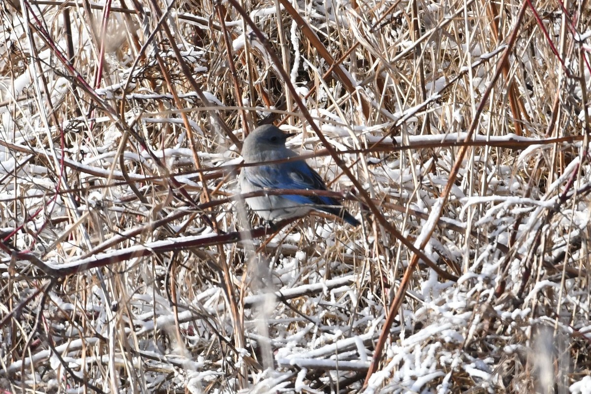 Mountain Bluebird - Barry Blust