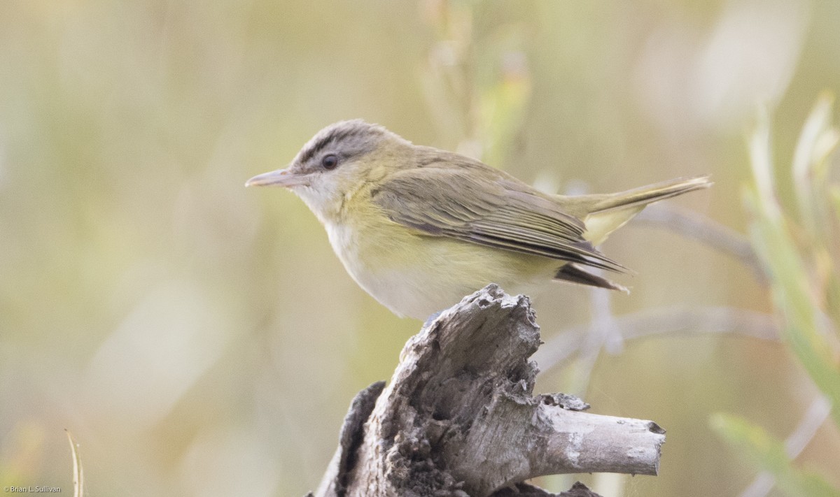 Yellow-green Vireo - ML20224231