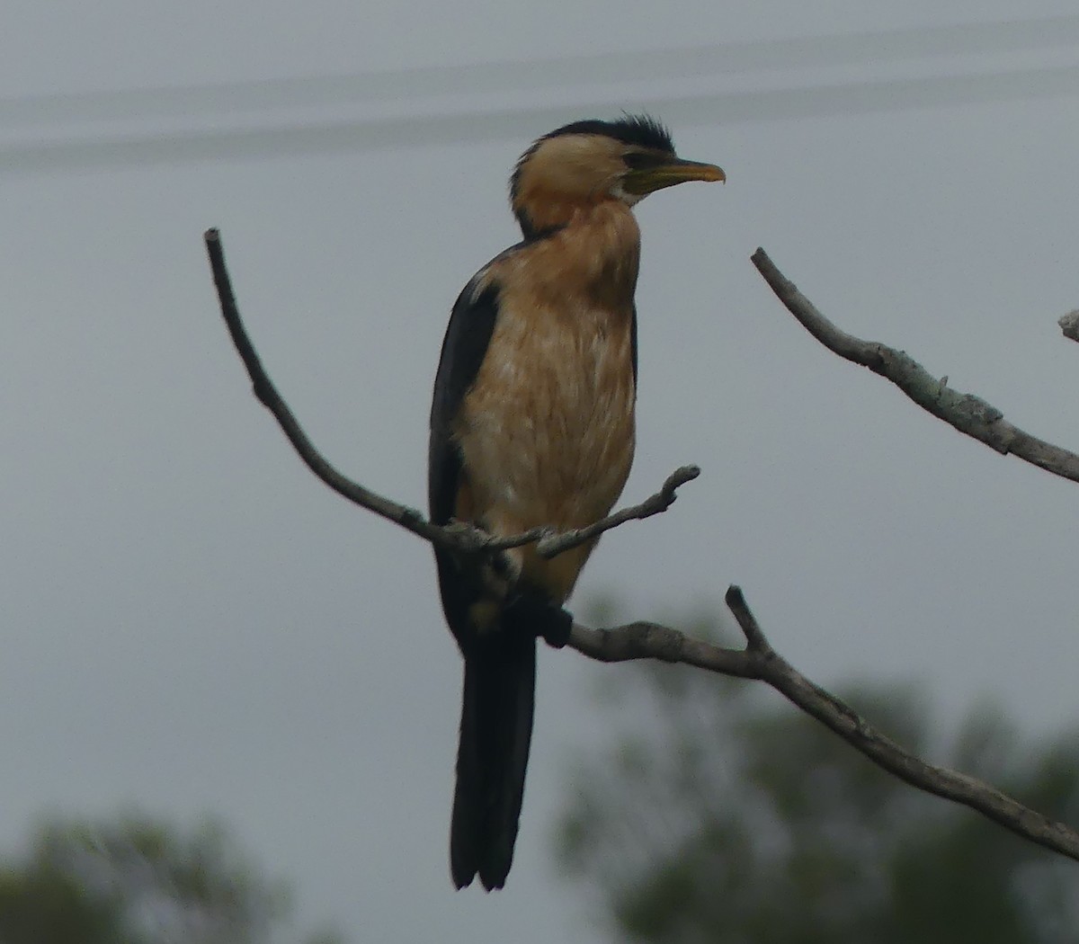 Little Pied Cormorant - ML202242361