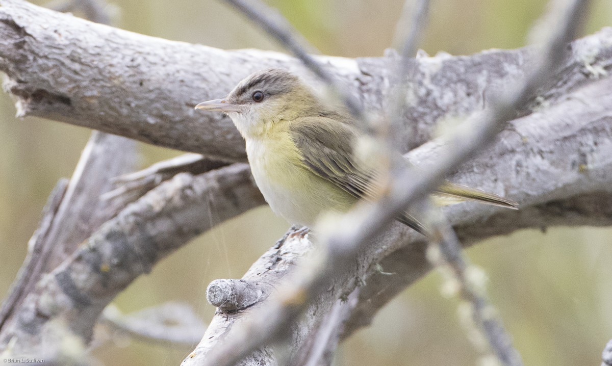 Sarı Böğürlü Vireo - ML20224261