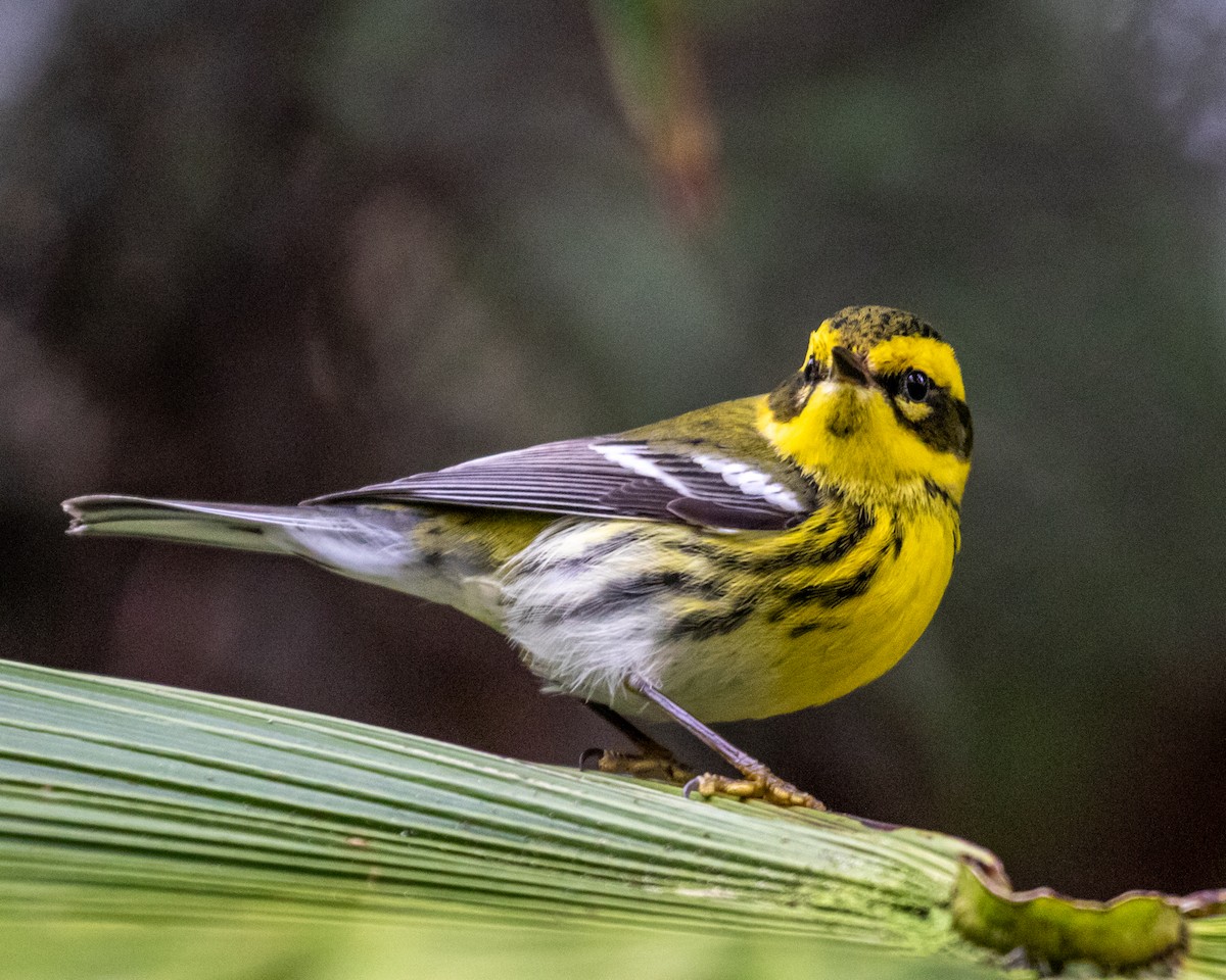 Townsend's Warbler - Mark Wilbert