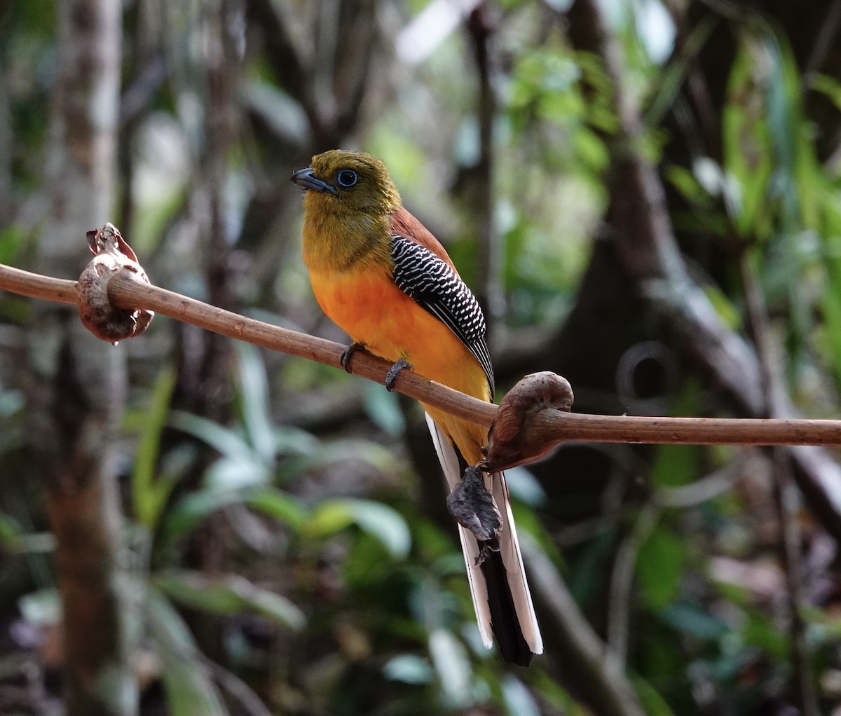 trogon oranžovoprsý - ML202245321