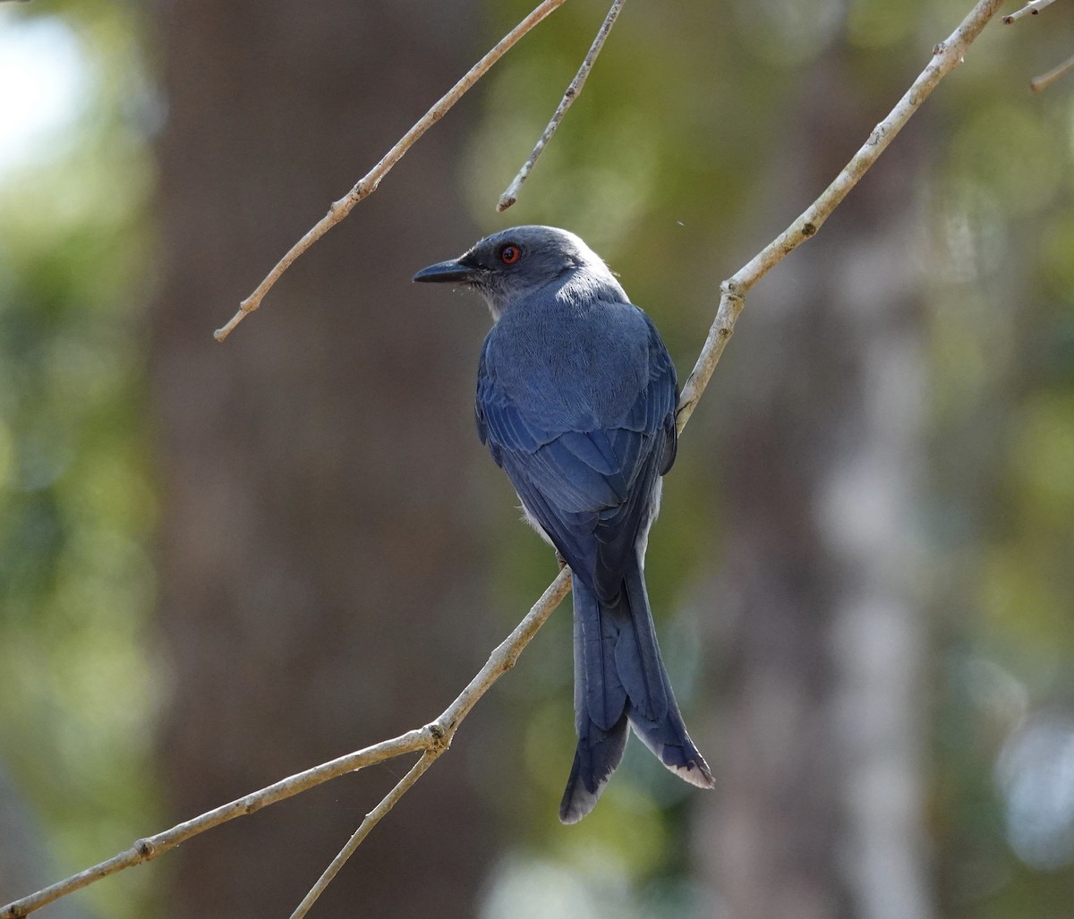 Ashy Drongo (Sooty) - ML202245351