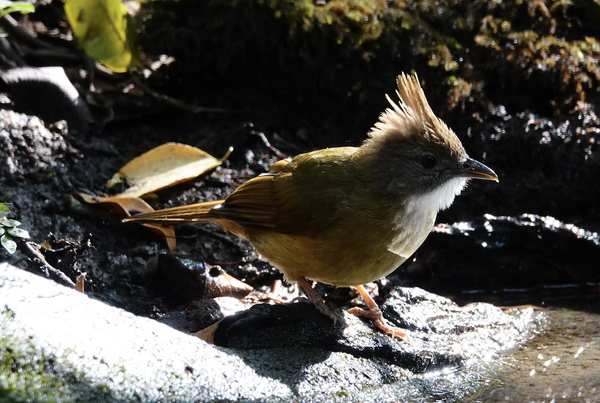 Bulbul Pálido (grupo pallidus) - ML202245741