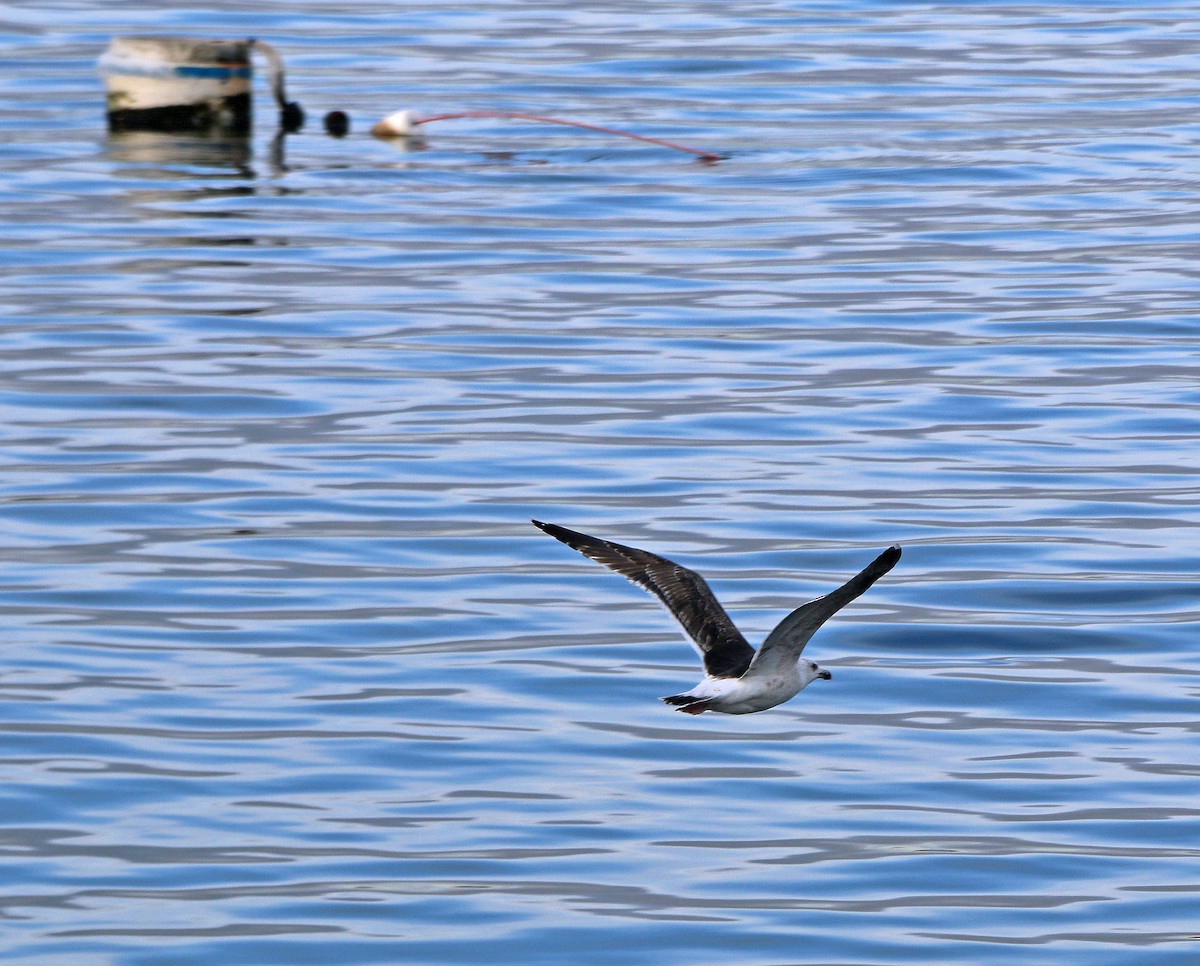 Great Black-backed Gull - ML202248171