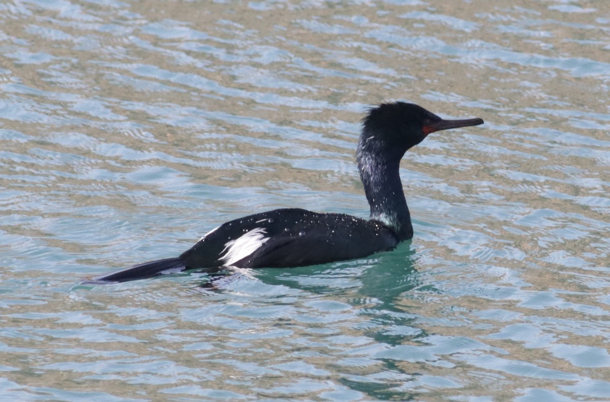 Pelagic Cormorant - Ira Blitz