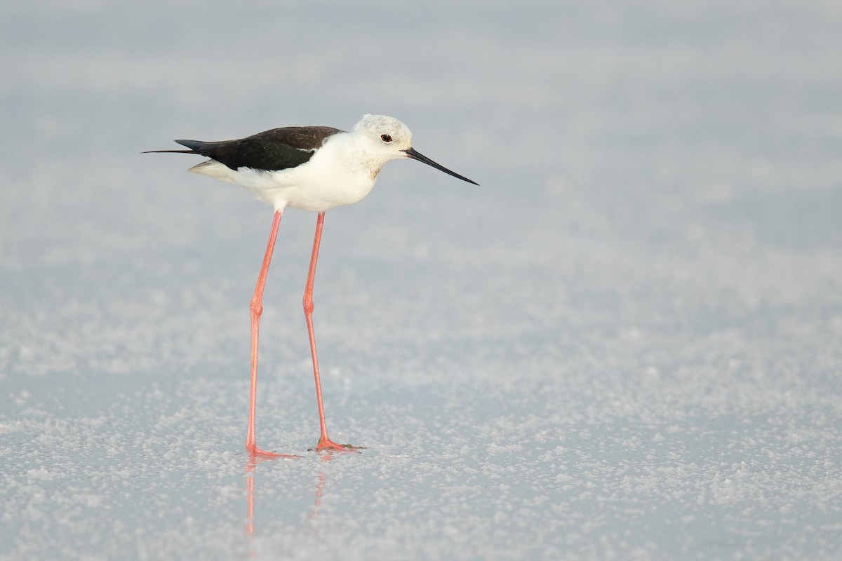 Black-winged Stilt - ML202248611