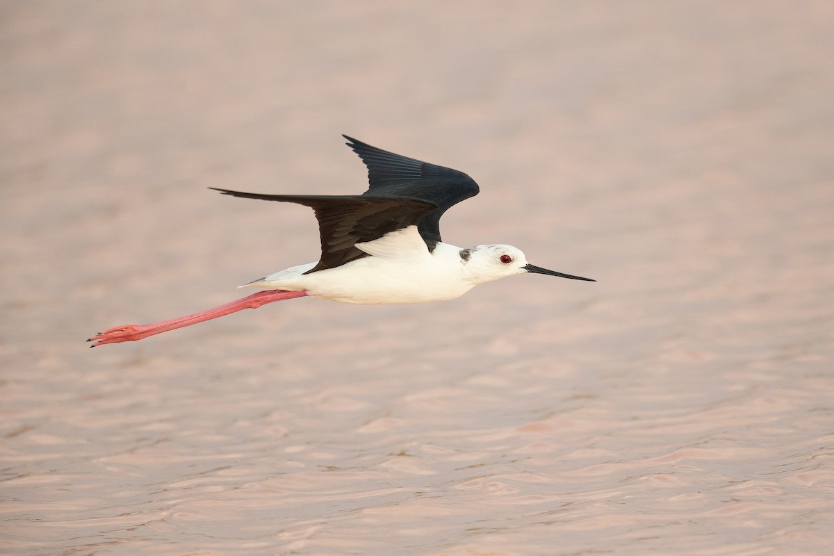 Black-winged Stilt - ML202248691