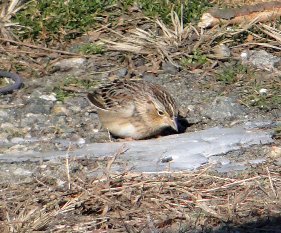 Grasshopper Sparrow - ML202250321