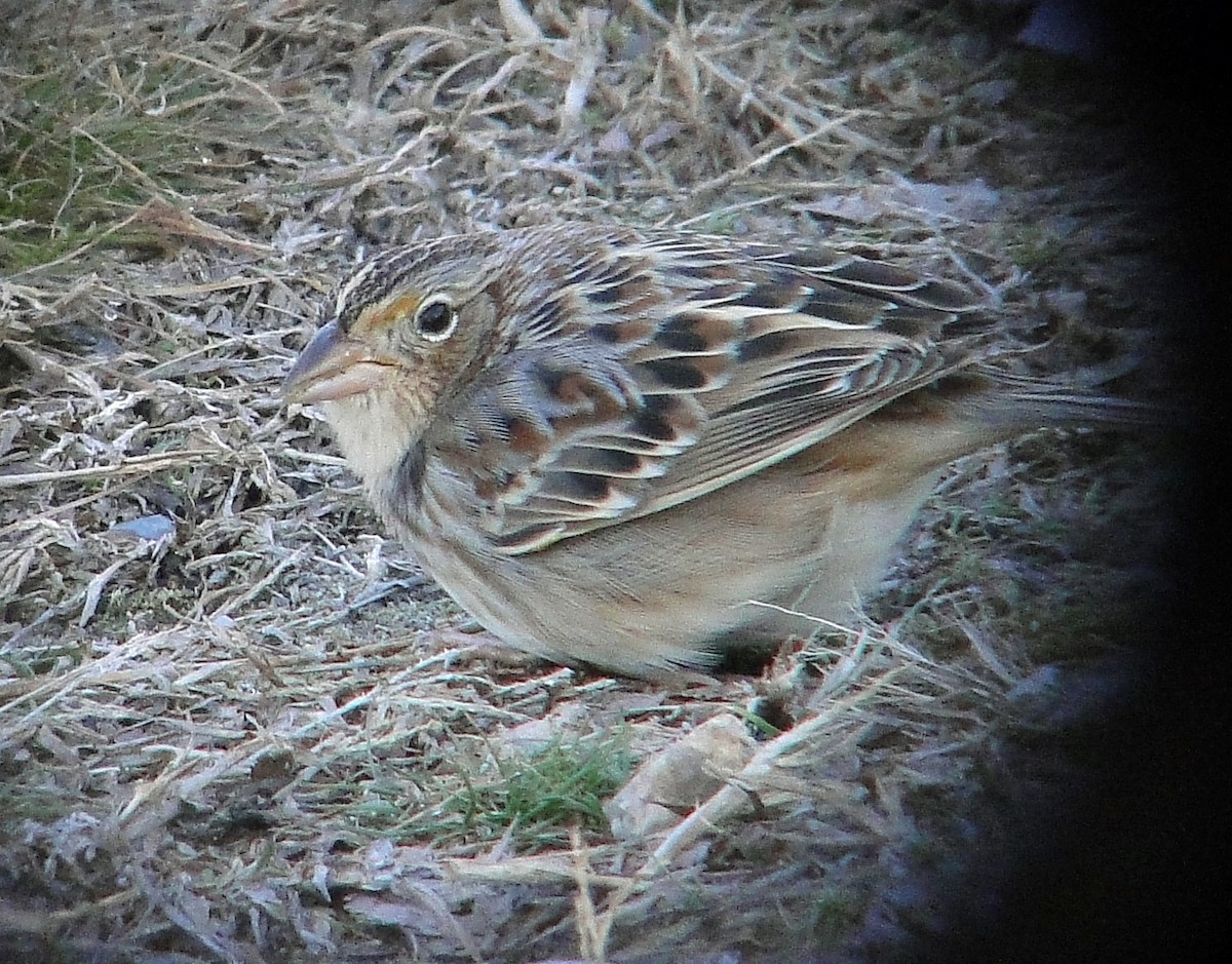Grasshopper Sparrow - ML202250441