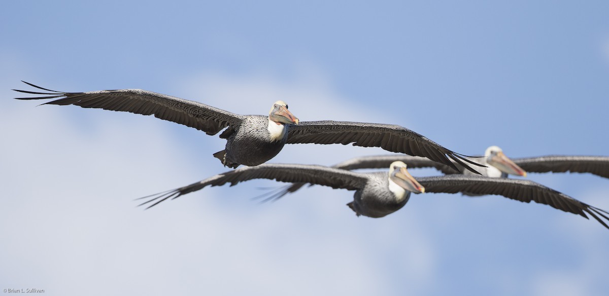 Brown Pelican - ML20225101