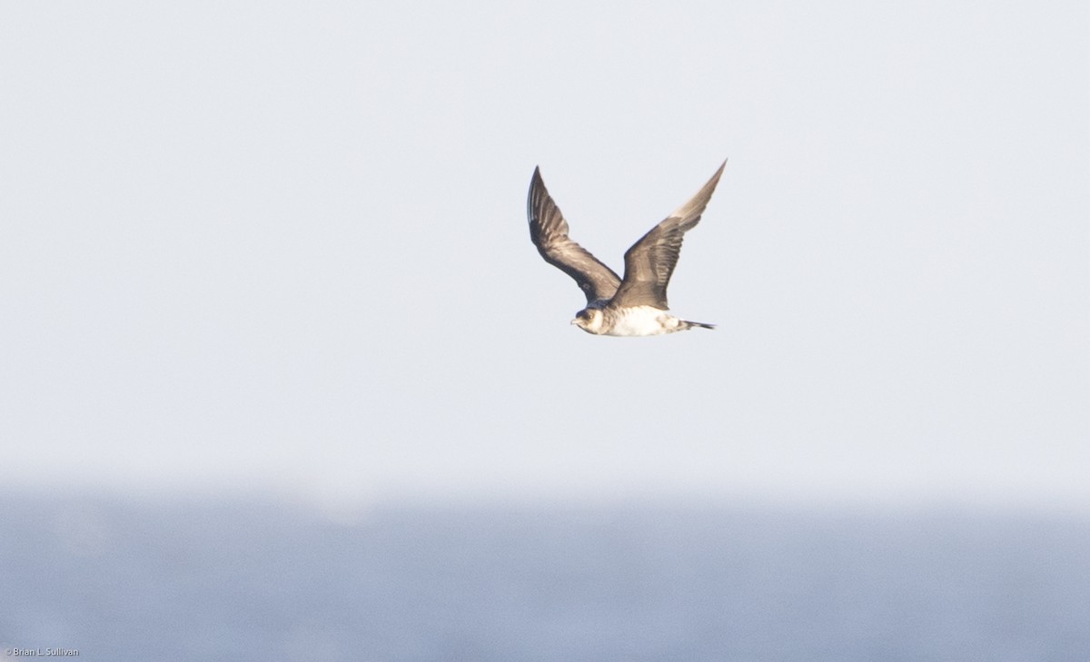 Parasitic Jaeger - Brian Sullivan