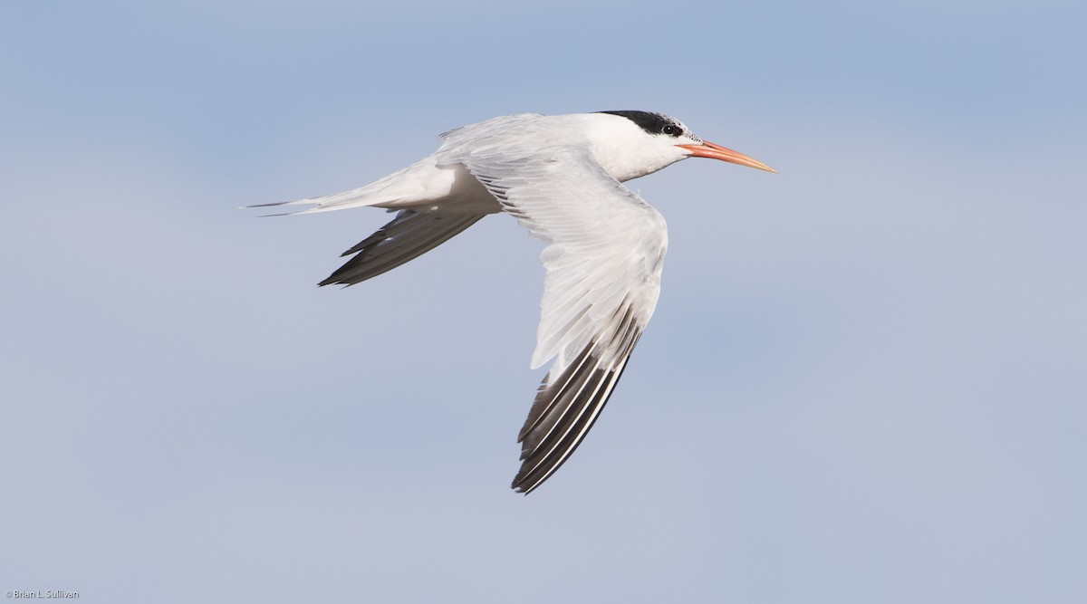 Elegant Tern - ML20225231