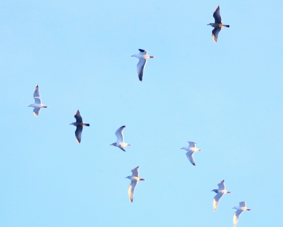 Great Black-backed Gull - ML202252411