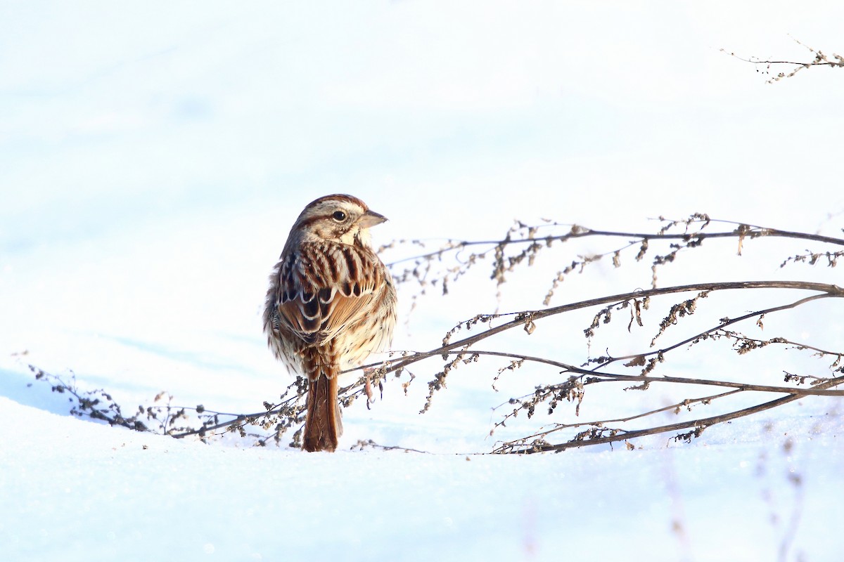 Song Sparrow - ML202252921