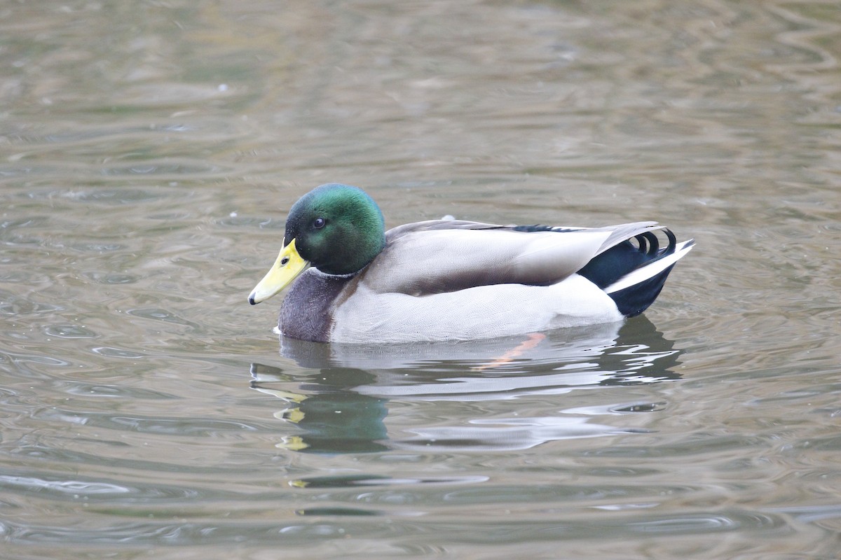 Mallard - ML202253131