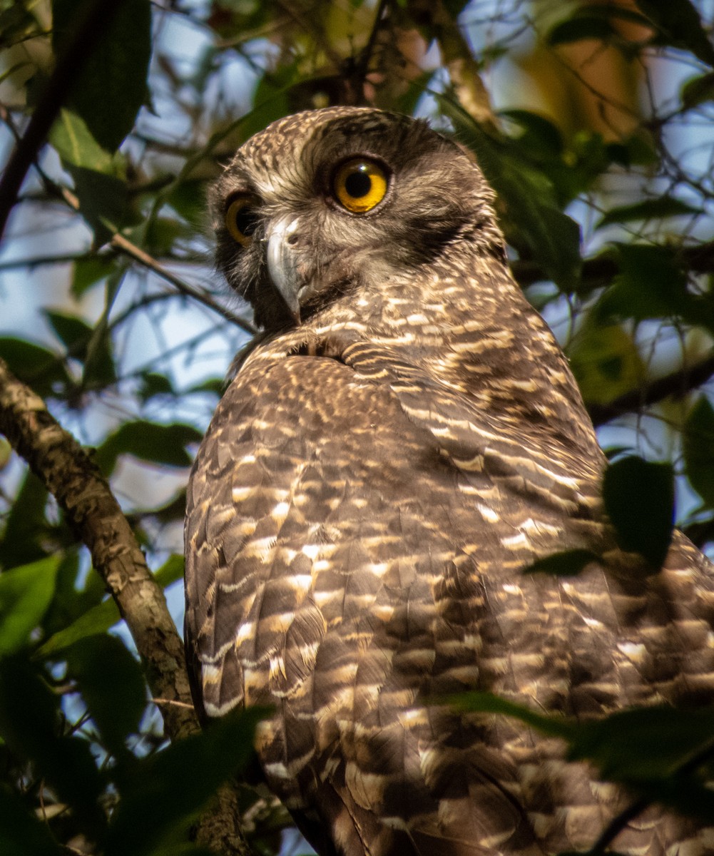 Powerful Owl - Owl  Watcher