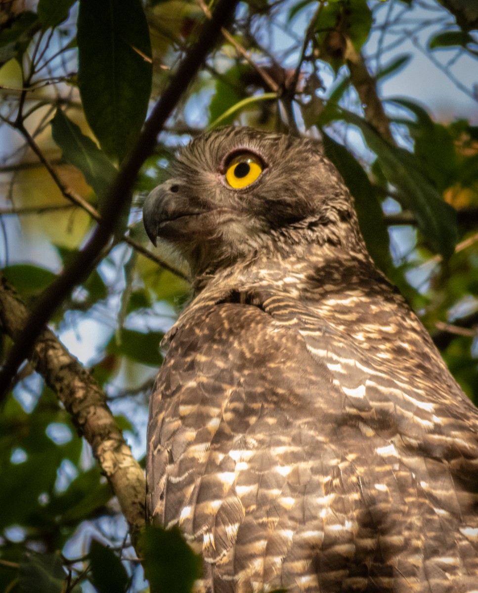 Powerful Owl - Owl  Watcher