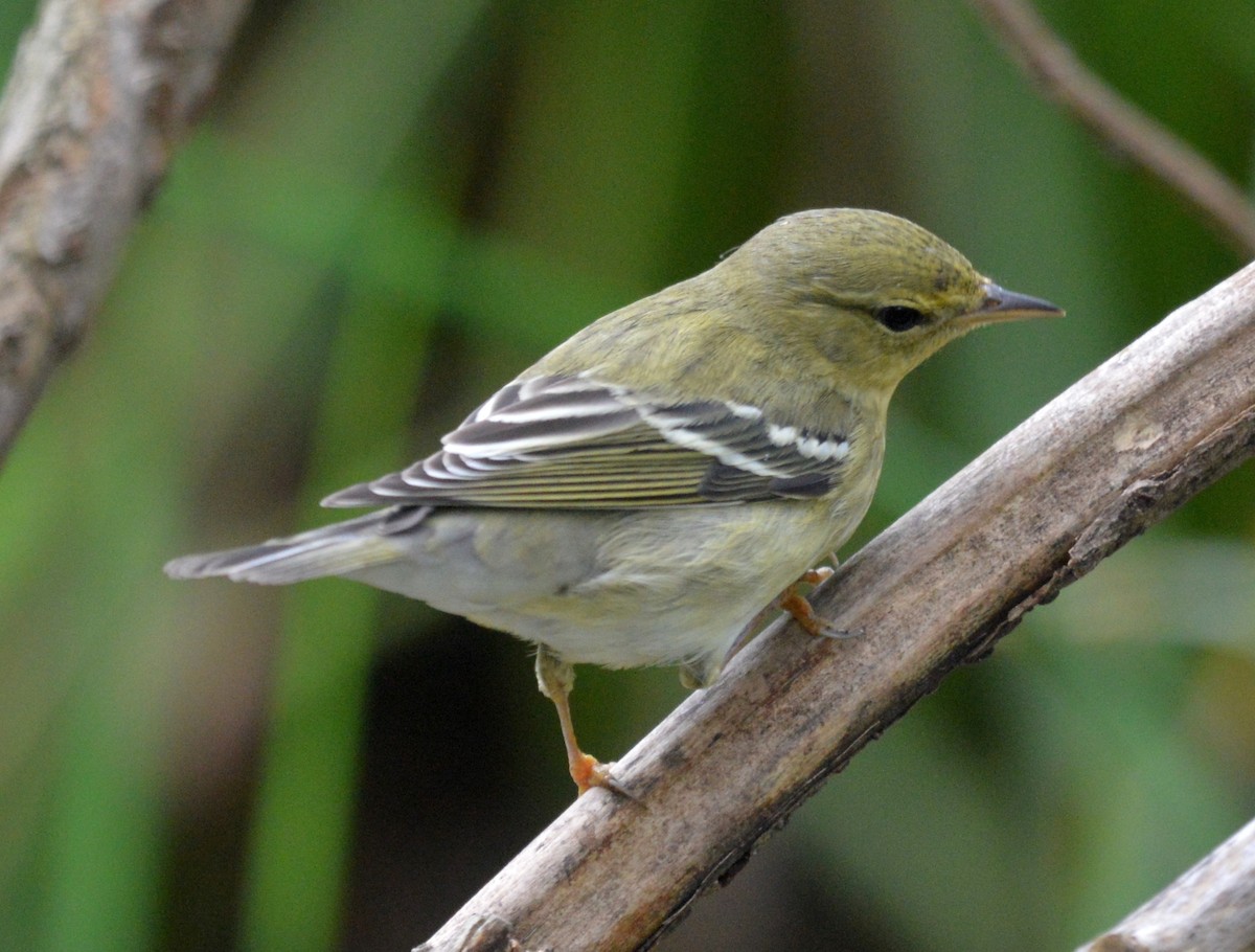 Blackpoll Warbler - Daniel Murphy