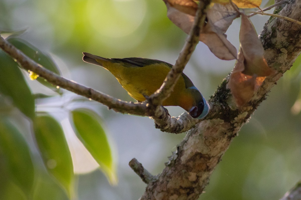 Elegant Euphonia - Francis Canto Jr