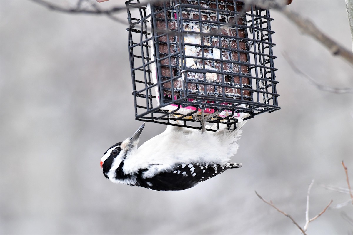 Hairy Woodpecker - Harold Ziolkowski